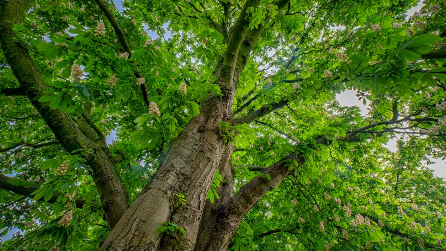 One hiker detailed their experience seeking out an orchard of American chestnut trees in the Lesesne State Forest in Virginia.