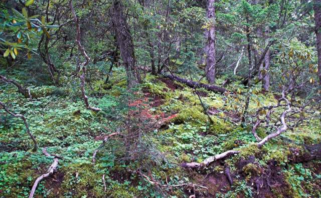 An Amur leopard was caught on camera letting out a yawn that excited viewers in a Facebook post from China's Xinhua News.