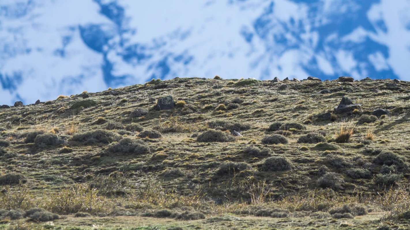 A brief but beautiful clip offers a precious glimpse of one of the world’s most endangered feline species.