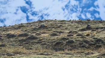 A brief but beautiful clip offers a precious glimpse of one of the world's most endangered feline species.