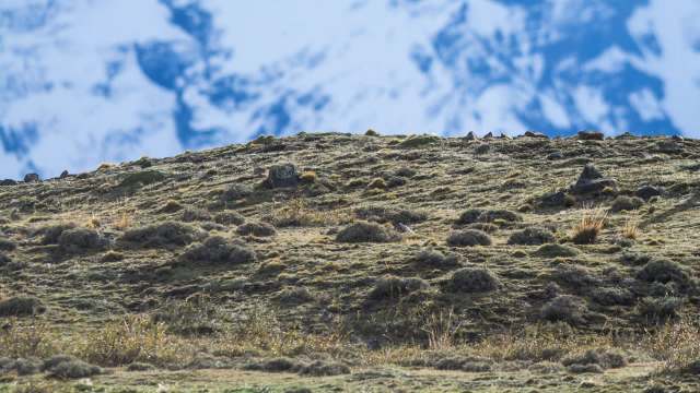A brief but beautiful clip offers a precious glimpse of one of the world’s most endangered feline species.