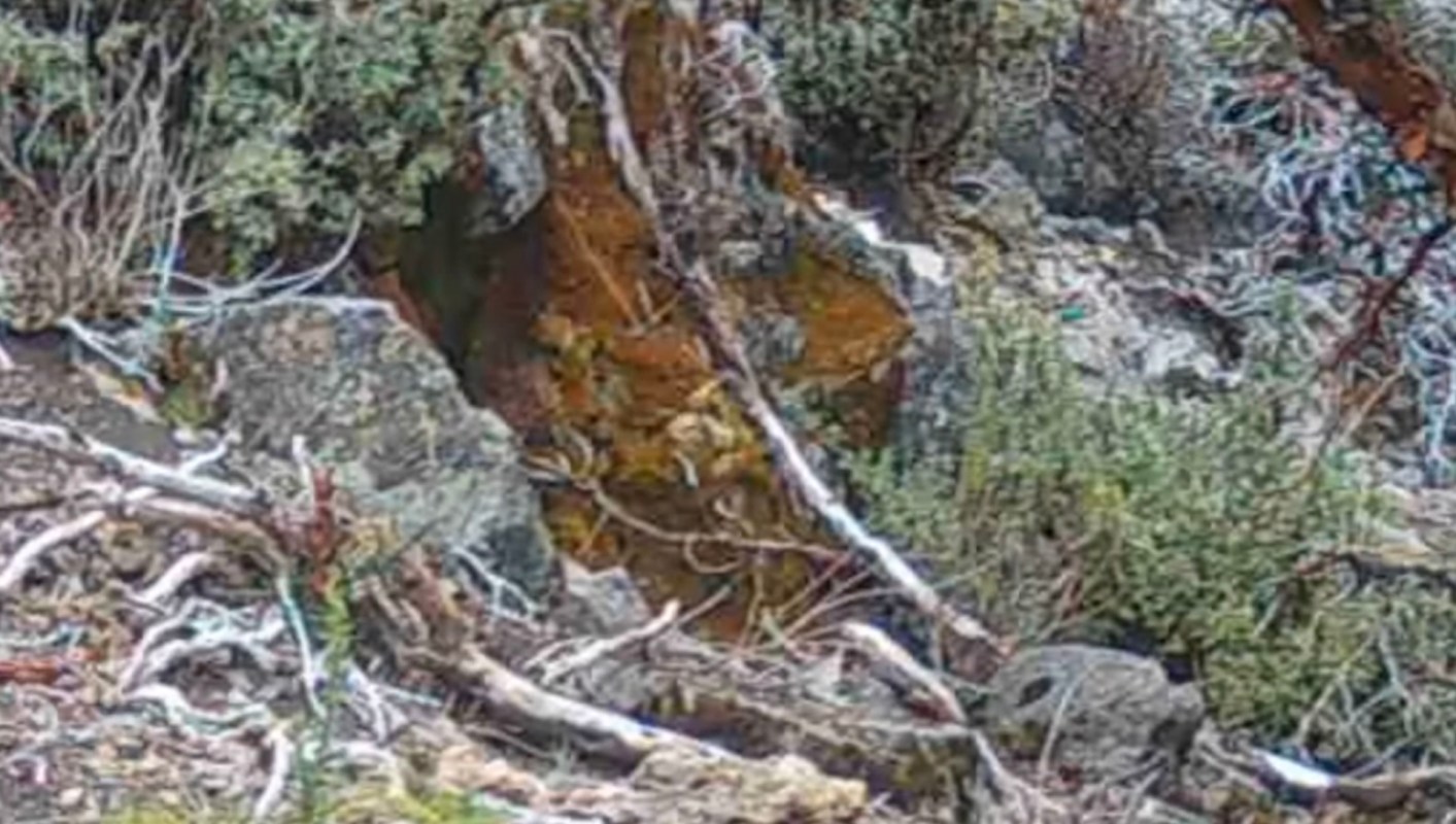 The Andean mountain cat is one of the rarest cats in the world, with fewer than 2,177 adult individuals left.