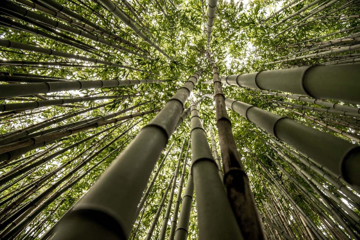 Just outside Kyoto, a thick bamboo forest known as the Arashiyama Bamboo Forest is being endangered by some reckless tourists.