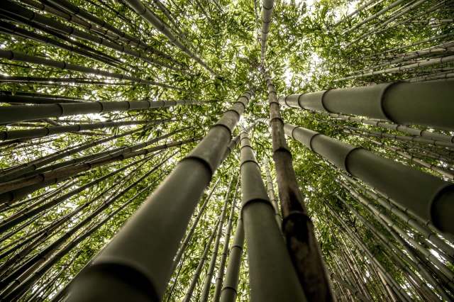 Just outside Kyoto, a thick bamboo forest known as the Arashiyama Bamboo Forest is being endangered by some reckless tourists.