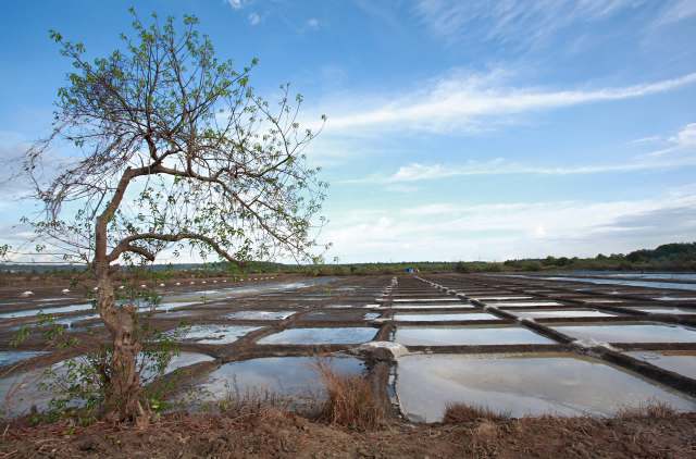 For the first time, two rare tern species, the Arctic Tern and the White-cheeked Tern, have been spotted at the Puthalam Saltpans in the Kanniyakumari District.