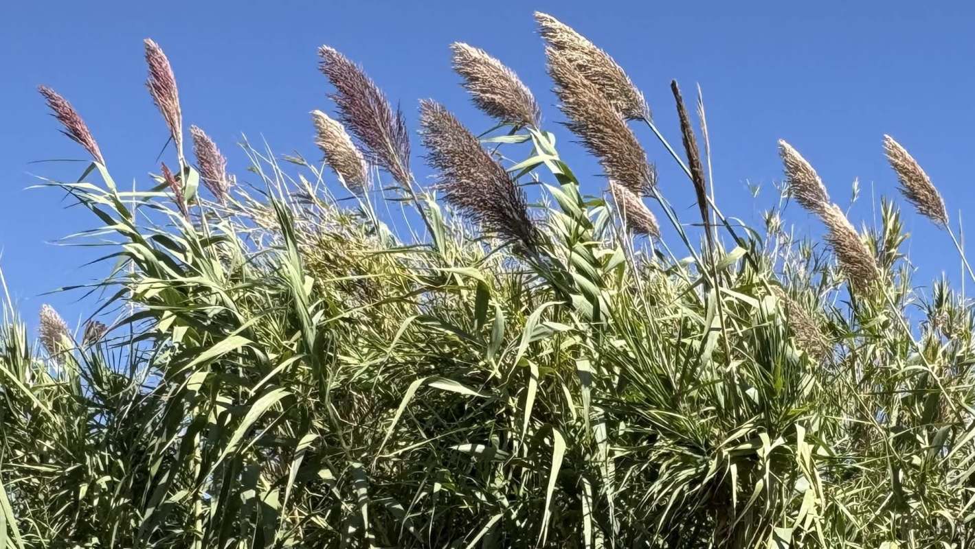 One Redditor was growing the invasive plant Arundo donax but didn't know it — here's how to identify and remove it.
