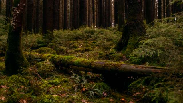 For the first time, the Asian hornet was confirmed to be in Northern Ireland, where officials are now working to control its spread.