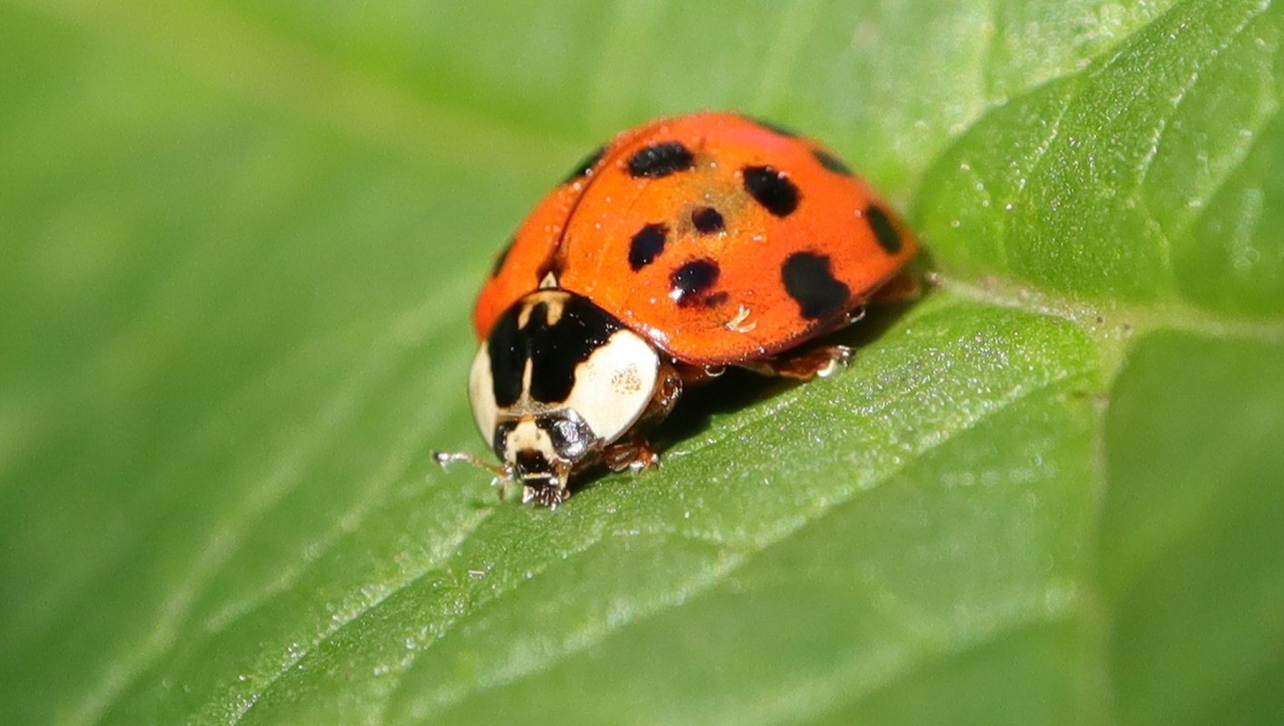 The unwelcome return of the invasive Asian lady beetle is bad news for people hoping to avoid an indoor invasion.
