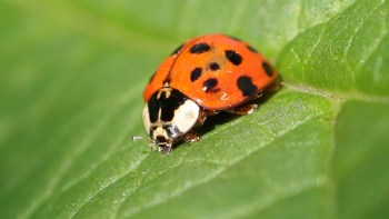 The unwelcome return of the invasive Asian lady beetle is bad news for people hoping to avoid an indoor invasion.