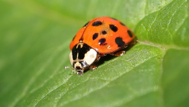 The unwelcome return of the invasive Asian lady beetle is bad news for people hoping to avoid an indoor invasion.