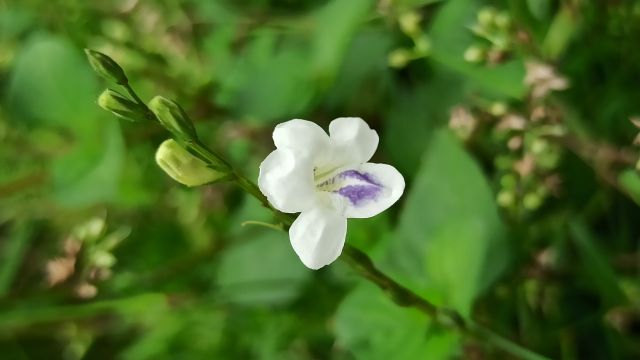 MidCoast Council in New South Wales, Australia, is turning to trained detection dogs to improve the early identification and control of invasive plants.