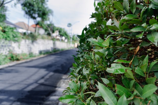 The Atala butterfly, once thought to be extinct, is making a remarkable comeback in Florida thanks to plant conservation efforts.