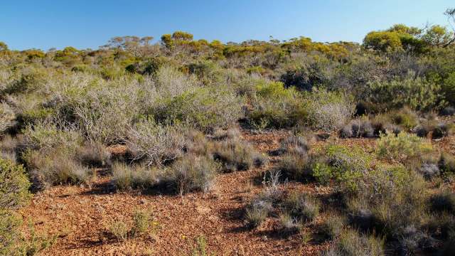 New research shows that unique reptiles in Australia, like the Australian Mountain Dragon, are struggling to find suitable habitats.