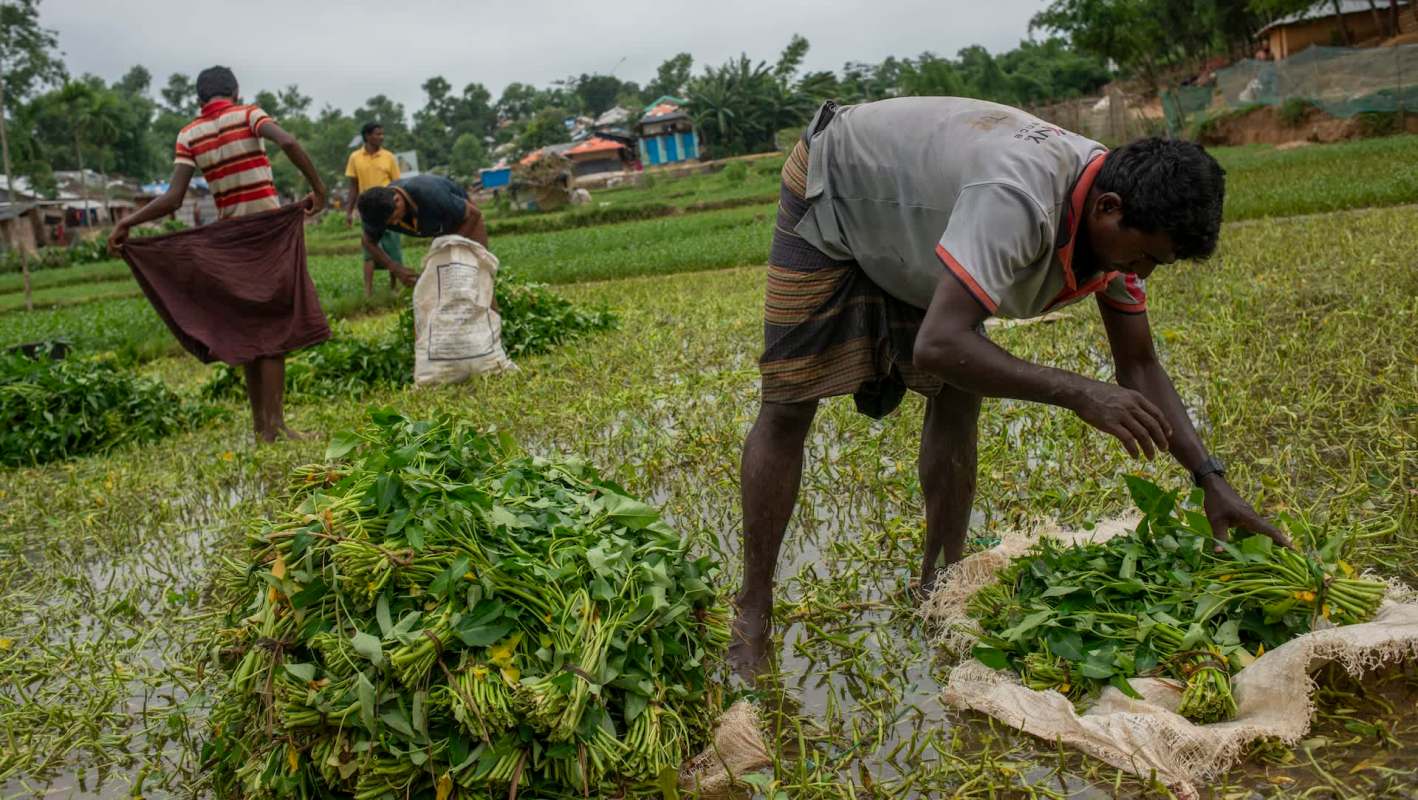 In Bangladesh, unseasonal rainfall damaged thousands of hectares of vegetable fields, leading to higher grocery prices.