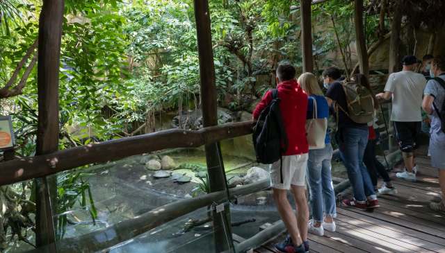 A female Bornean orangutan successfully gave birth at Chester Zoo in northwest England.