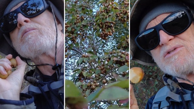 One man's way to deal with a popular invasive tree is low-maintenance and delicious.