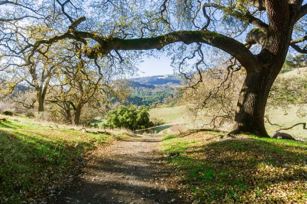 The California condor has been absent from the San Francisco Bay Area for a century — now, male condor #996 is leading a return.