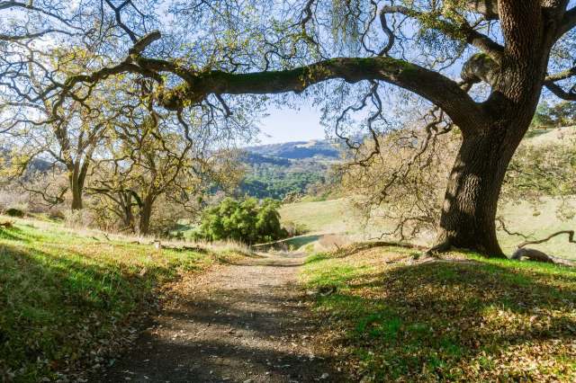 The California condor has been absent from the San Francisco Bay Area for a century — now, male condor #996 is leading a return.