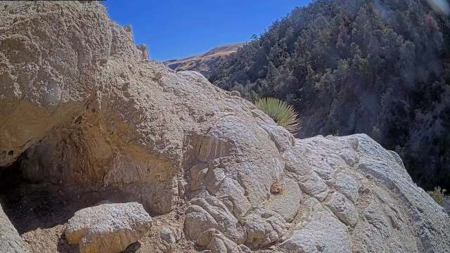 Watch a baby California condor take some of its first flight attempts in a super adorable clip.