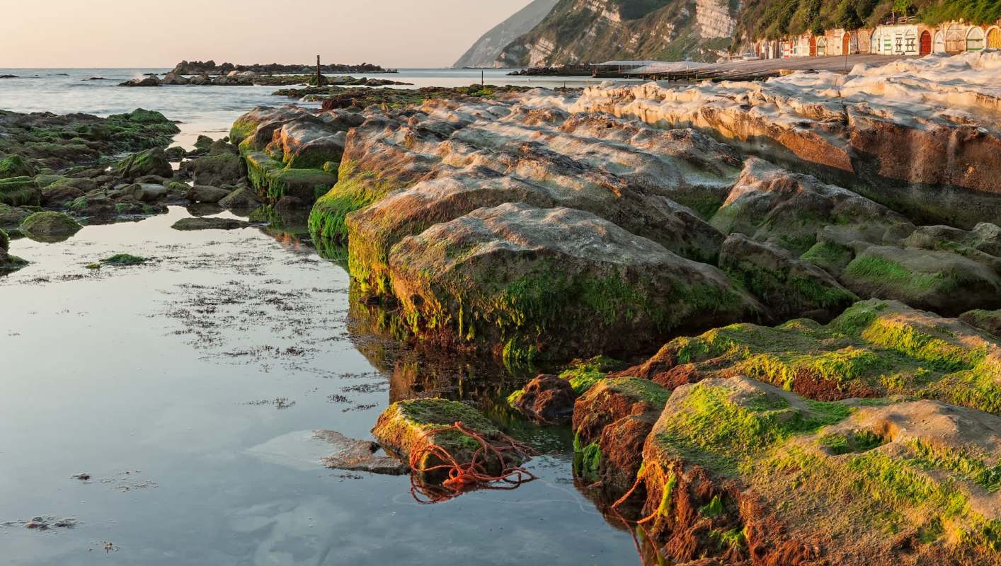 Researchers in Ancona, Italy, stumbled upon a sea slug never seen in the region before.