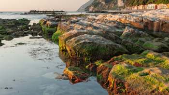 Researchers in Ancona, Italy, stumbled upon a sea slug never seen in the region before.