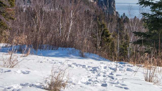 The intriguing footage shows two Canadian lynx coming face-to-face in an intense stand-off on the Gunflint Trail in Minnesota.