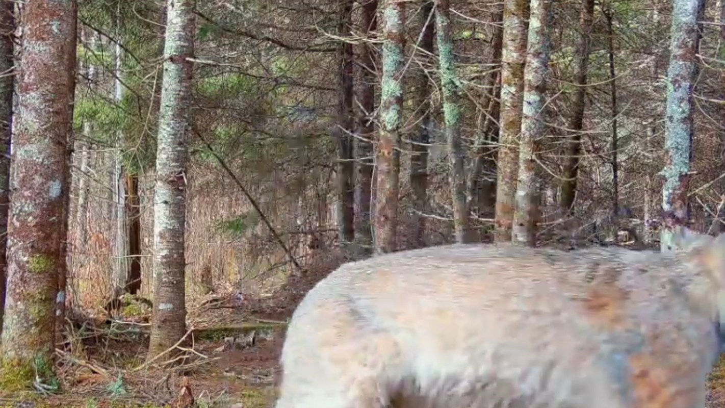 One lucky trail camera in northern Minnesota captured accidental footage of a Canadian lynx.