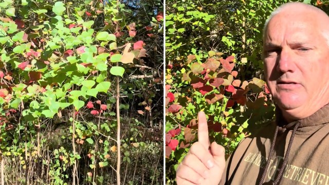 One Alabama resident shared a troubling look at how the Chinese Tallow Tree is rapidly spreading along the Tombigbee River.