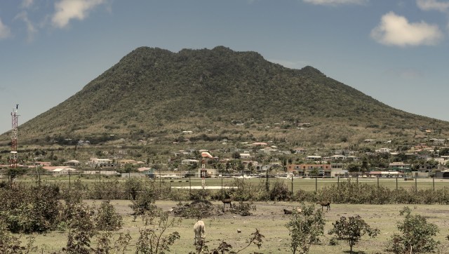 The Cuban treefrog, invasive to the Caribbean, has shown no signs of slowing its spread.
