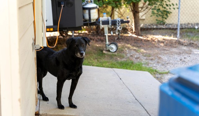 A North Dakota homeowner arrived home to find a coyote in his garage, cornered by his three dogs.
