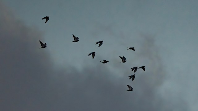 Researchers specifically studied four populations of southern emu-wren for their territory defense abilities when exposed to traffic noise.
