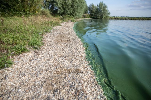One coastal town in Wales was shocked to find out that potentially hundreds of killer shrimps were living in its waters.