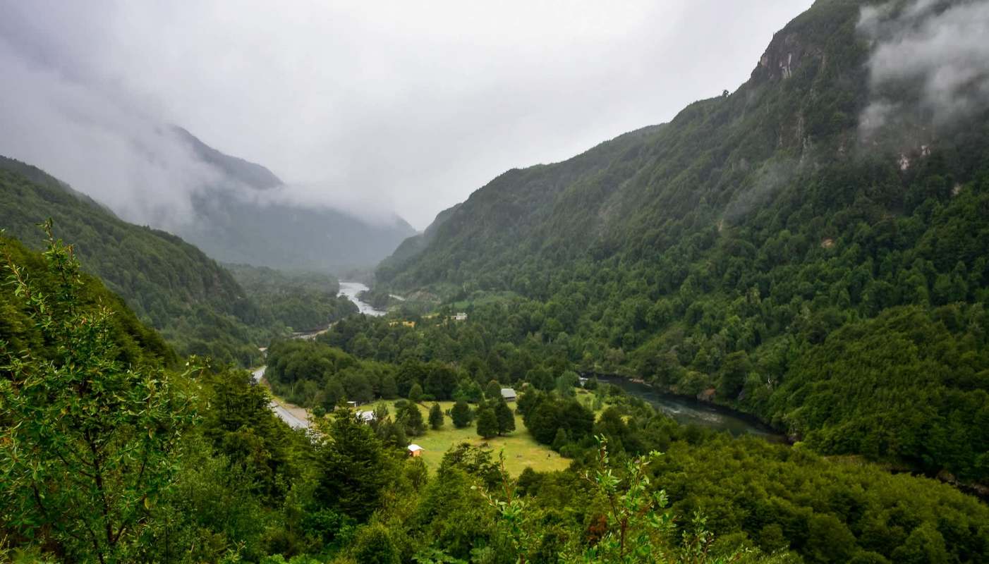 Dracula orchids, known for their monkey-like appearance, are at a significant risk for extinction.
