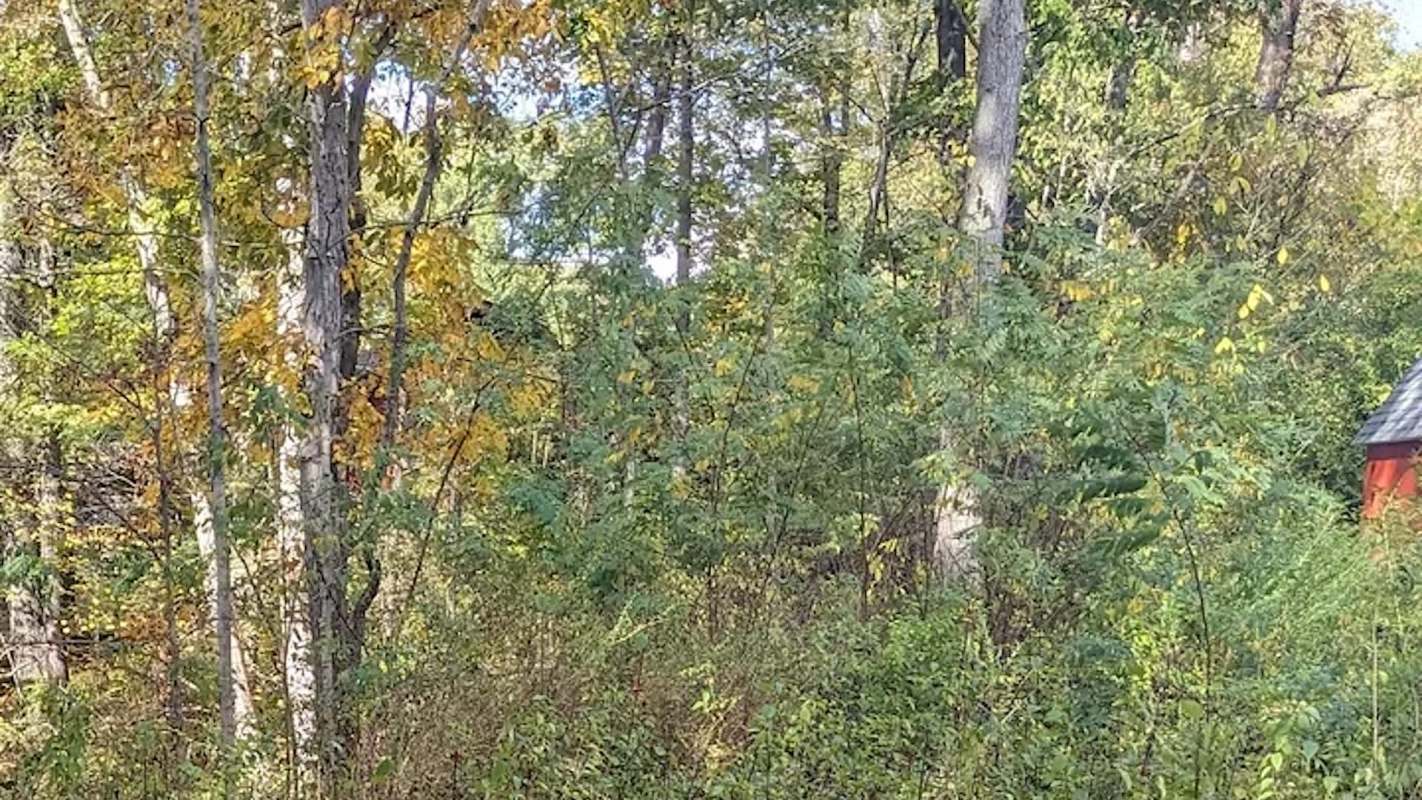 One homeowner showcased just how easily invasive plant species like English ivy can get out of hand.