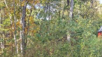 One homeowner showcased just how easily invasive plant species like English ivy can get out of hand.