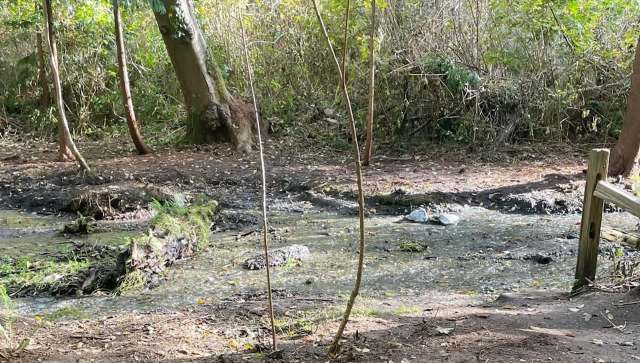 One community member was outraged to discover people planting English Ivy in a public park — an activity that harms local ecosystems.