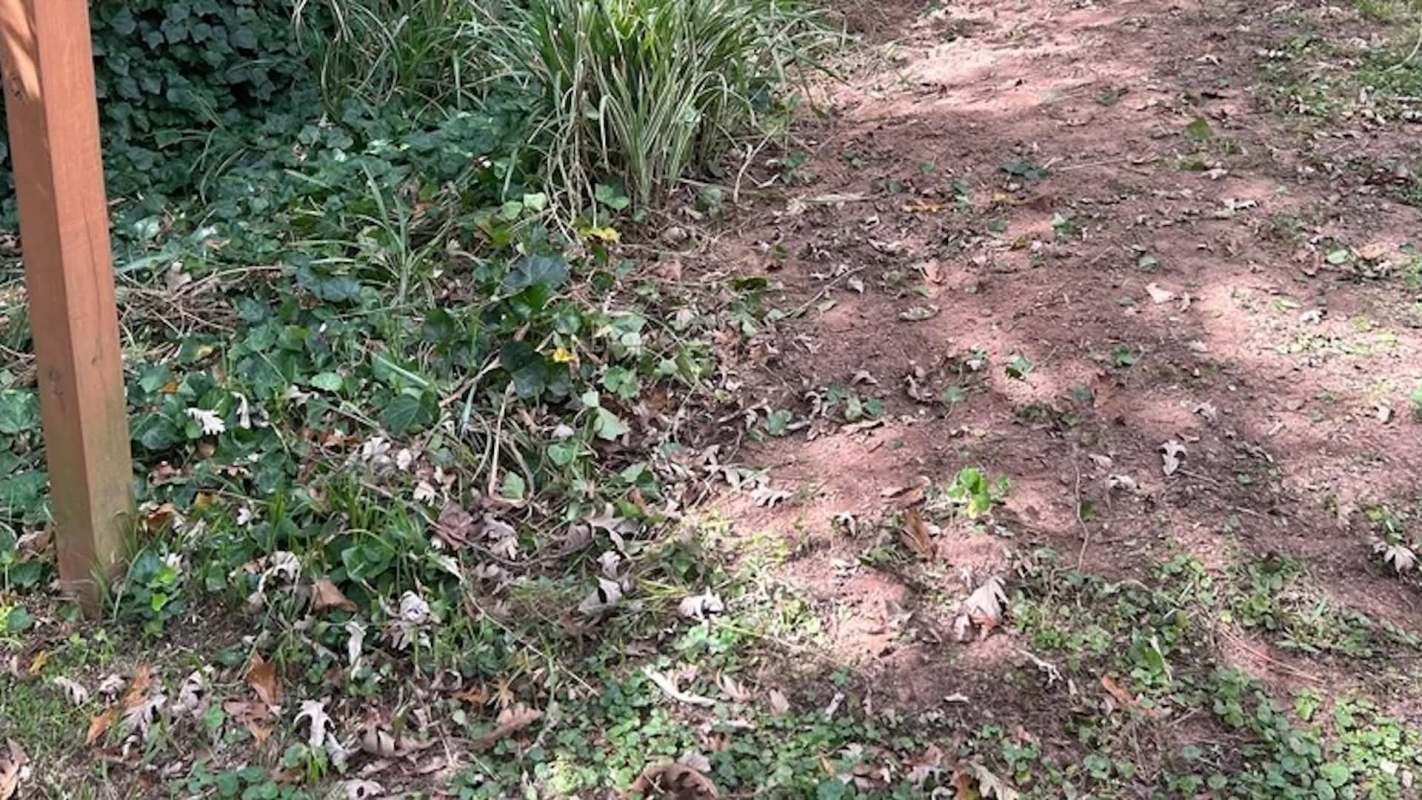 One Reddit user shared a stunning before-and-after post of the work they did to remove invasive English ivy.