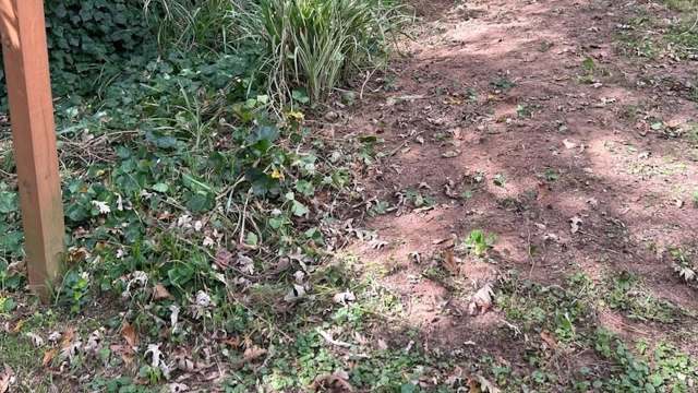 One Reddit user shared a stunning before-and-after post of the work they did to remove invasive English ivy.