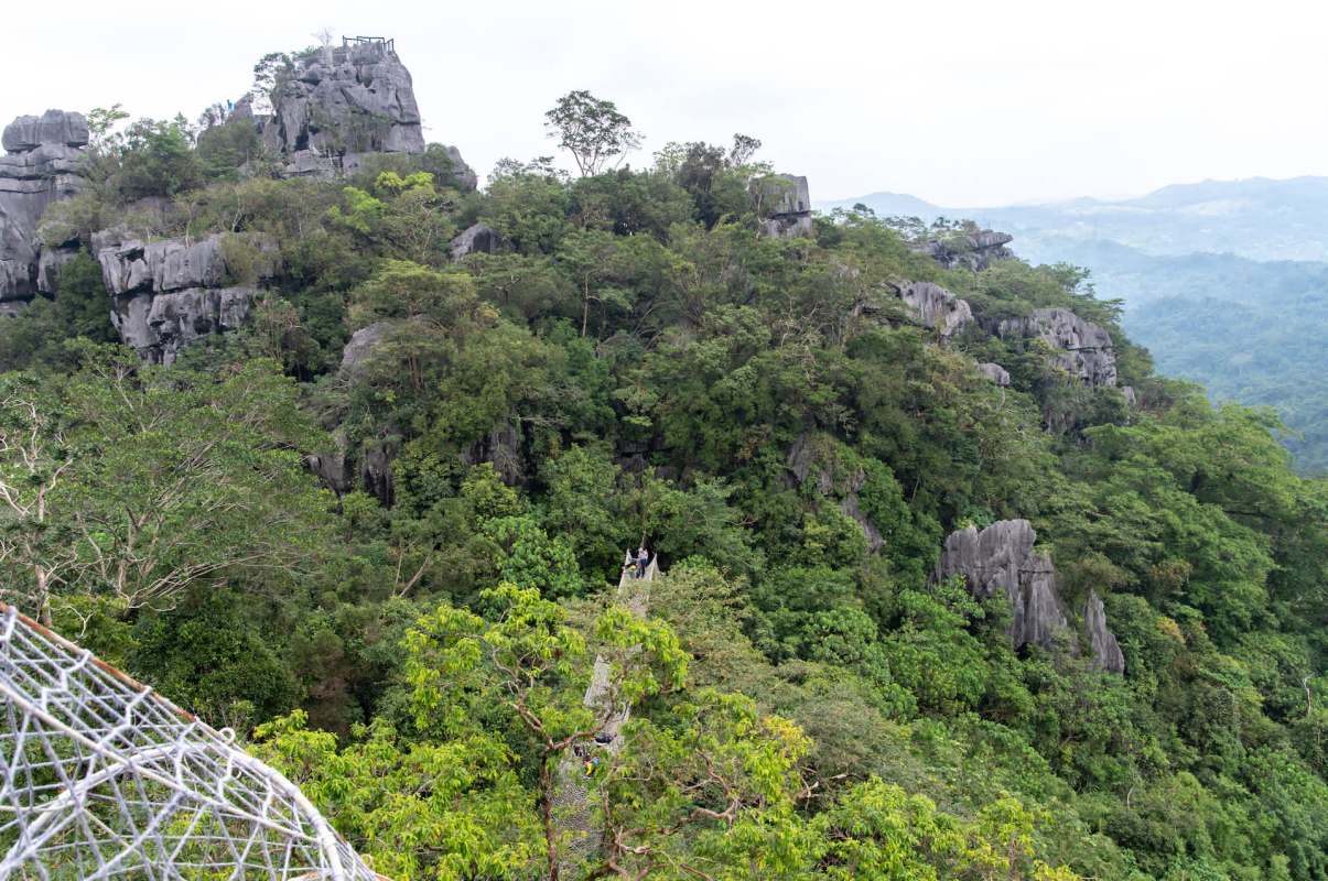 Scientists searching for snails ended up rediscovering a plant species once thought extinct — Exacum loheri.
