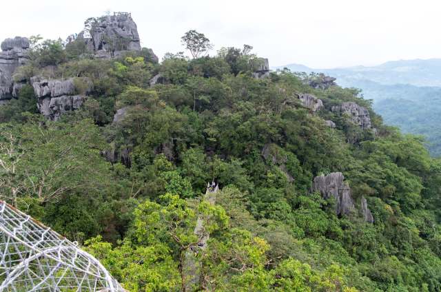 Scientists searching for snails ended up rediscovering a plant species once thought extinct — Exacum loheri.
