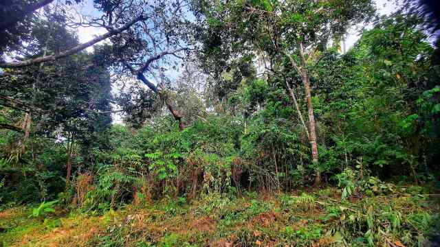 The rhinoceros hornbill was previously thought to be locally extinct in Singapore.