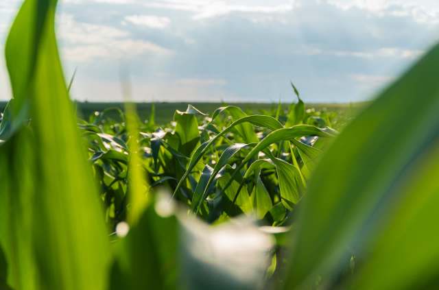 A new genetically modified crop's biosensor uses a method called loop-mediated isothermal amplification to achieve more cost-effective and efficient testing.