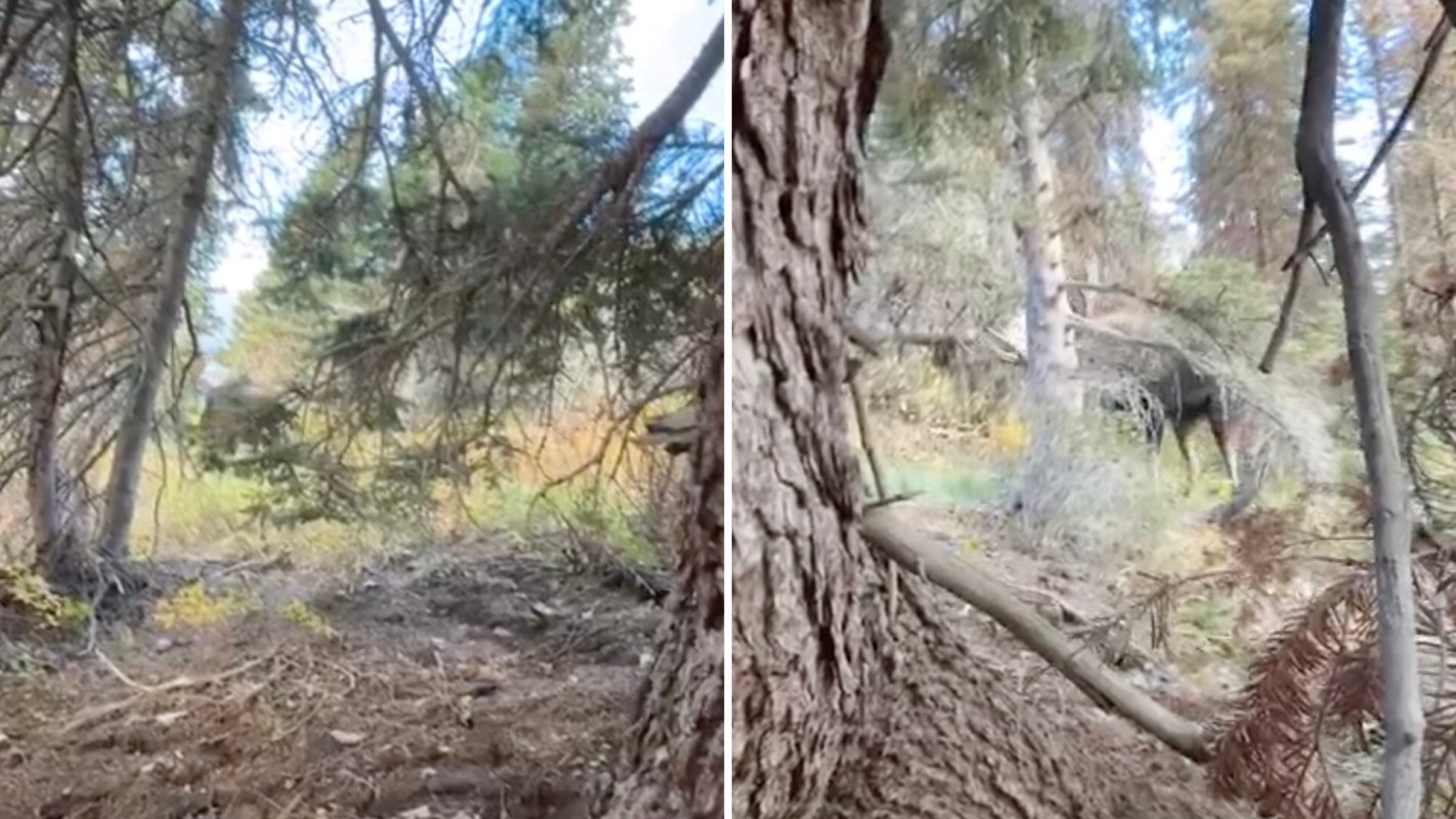 A hiker in Glacier National Park had a close call with one of North America's largest land mammals.