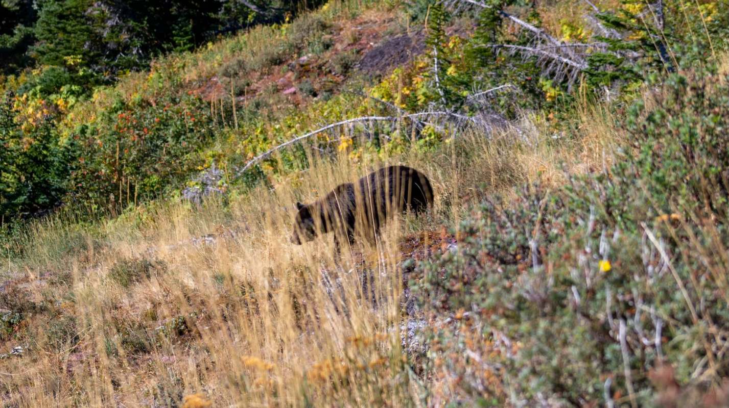 A now-viral TikTok shows a man getting way too close to a bear at Glacier National Park.
