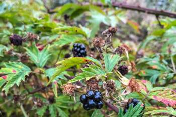 One Redditor's struggles dealing with invasive Himalayan blackberry plants were shared.