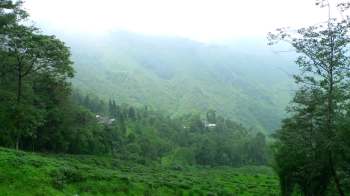 The Himalayan salamander is experiencing a stunning revival thanks to local conservation efforts in the Bengal hills.