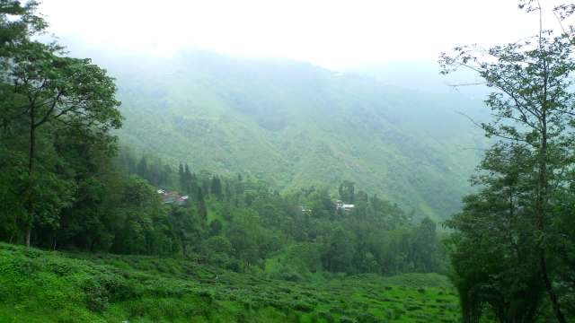 The Himalayan salamander is experiencing a stunning revival thanks to local conservation efforts in the Bengal hills.