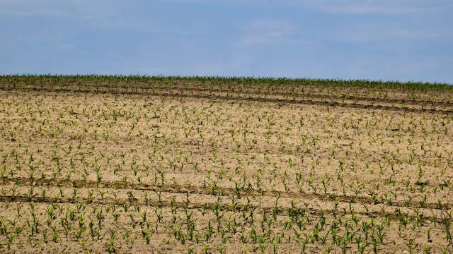 Corn crop yields in Hungary have significantly decreased this year due to drought-like conditions this past summer.