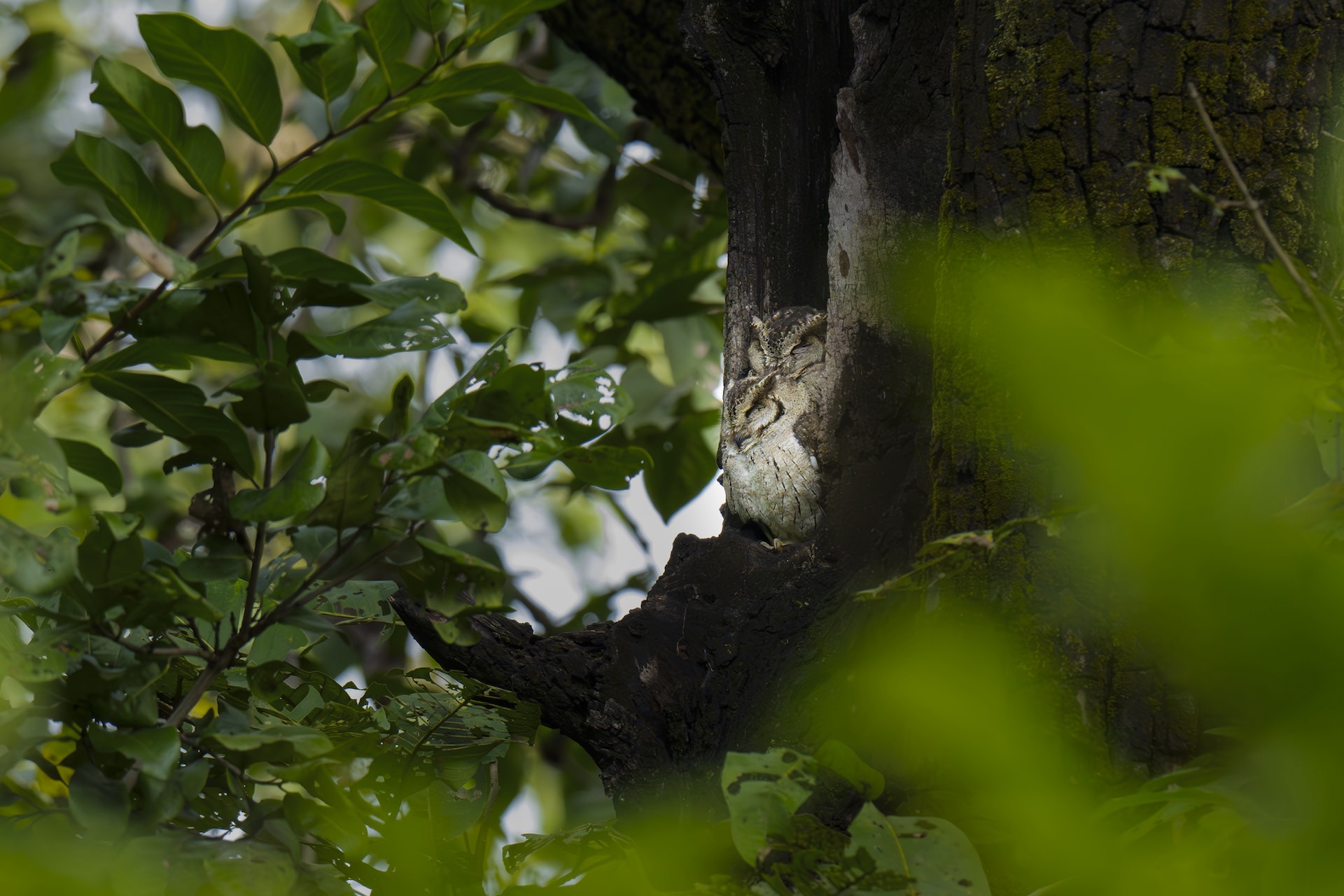 Researchers stunned by first-ever sighting of rare creature in new location — here's why it's so unique