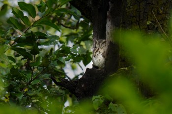 A group of Indian birdwatchers recorded something never seen before near Karnataka's Daroji Sloth Bear Sanctuary: a rare Indian scops owl.